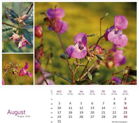 Produktbild HeilpfanzenrundumdenBodensee2026