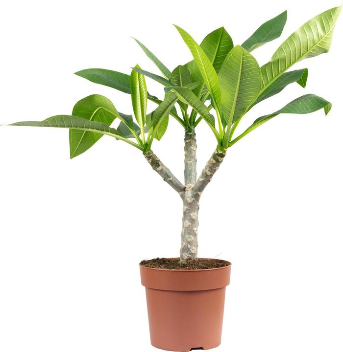 Flowerbox Westindische Frangipani - Plumeria alba - kaufen bei Galaxus -  Galaxus