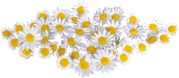 Image du produit Glorex Fleurs de marguerites, blanc D=20mm / 18pcs