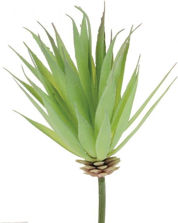 Image du produit Glorex Yucca 16cm