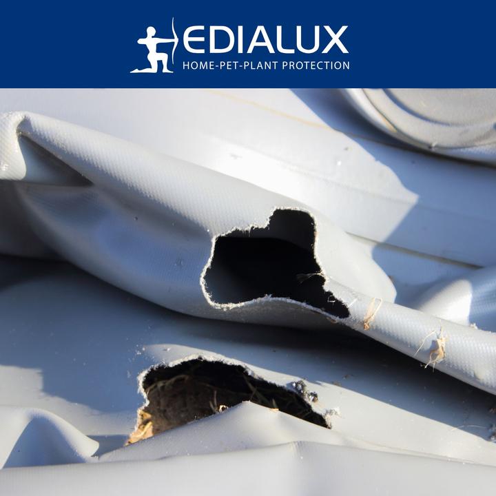 Actual product image Edialux Quicksnap mousetrap, promo pack 4+2 pieces