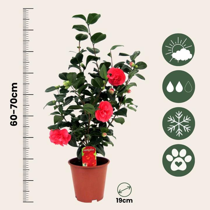 Actual product image Plant in a Box Camellia japonica Lady Campbell - Kamelie (60 cm)