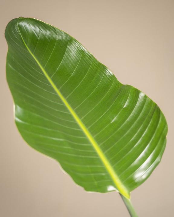 Produktbild feey Strelitzie XL (90 cm, Frisch umgetopft)