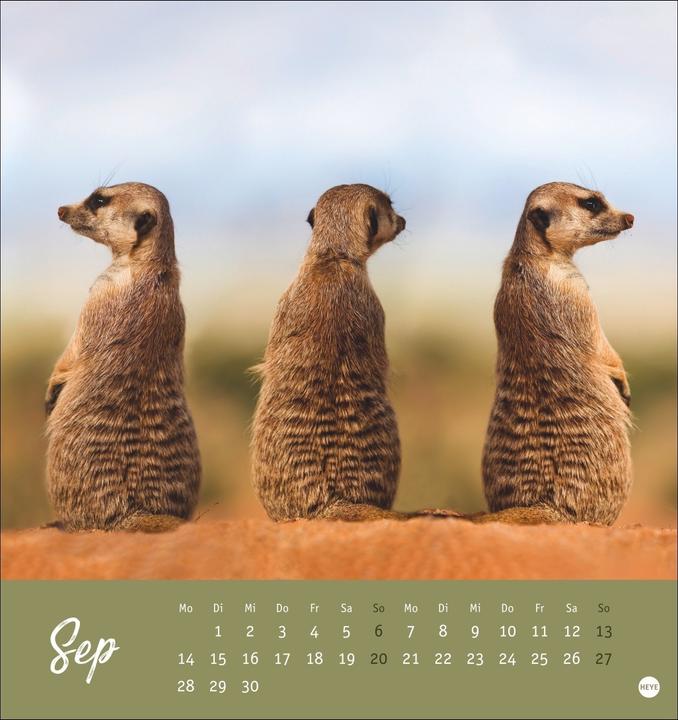 Produktbild Erdmännchen Postkartenkalender 2026