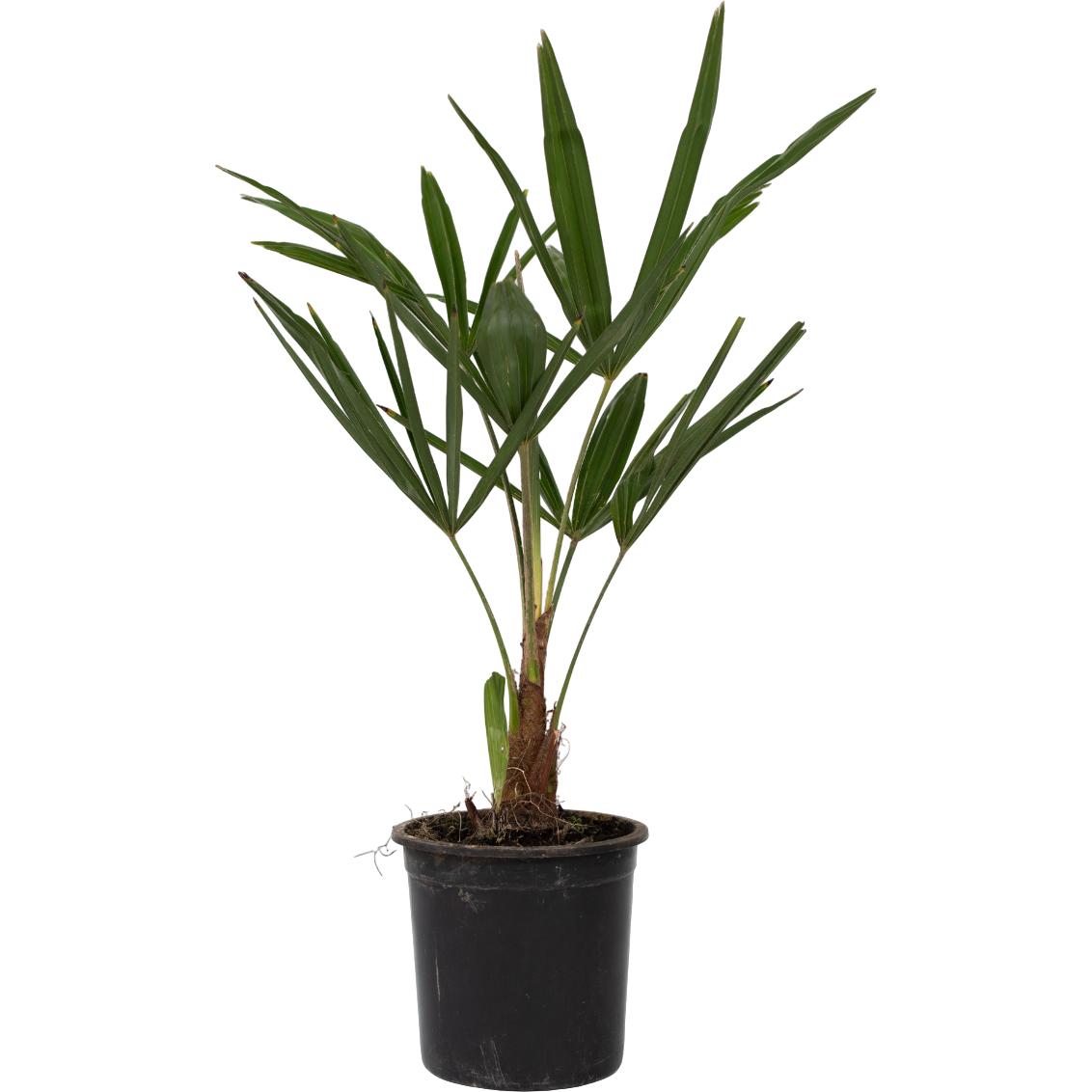 Plant in a Box, Pflanzen, Trachycarpus Fortunei - (35 cm)