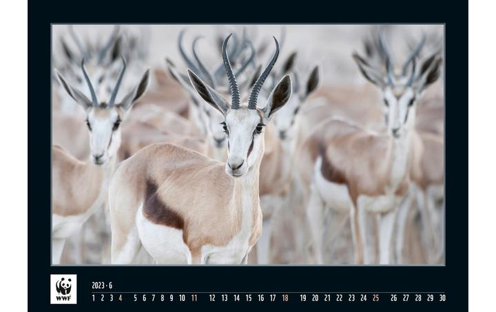 Produktbild Simplex WWF Wandkalender 2023 (48.5 x 34 cm)