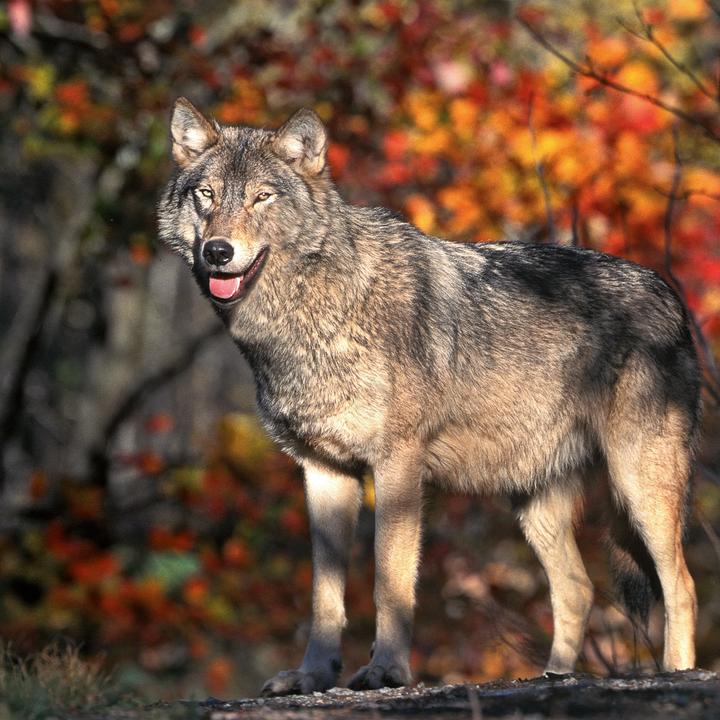 Produktbild Wölfe/Wolves 2026