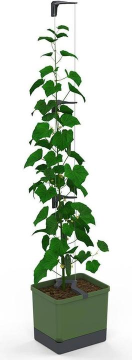 Actual product image Gusta Garden Curt Cucumber (35 x 33.50 x 25.60 cm)