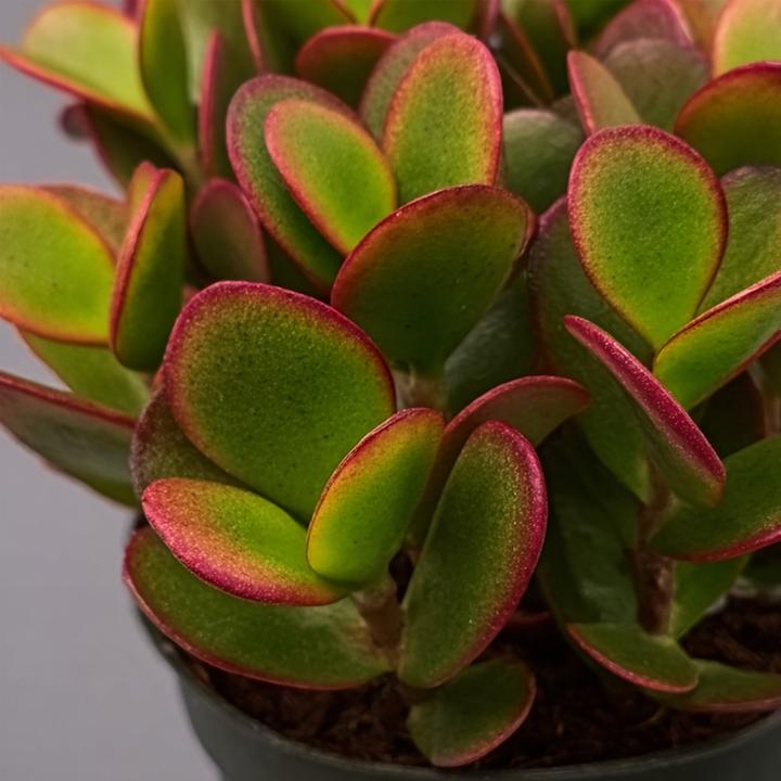 Produktbild Plant in a Box Crassula ovata 'Sunset' - Jadepflanze (15 cm)