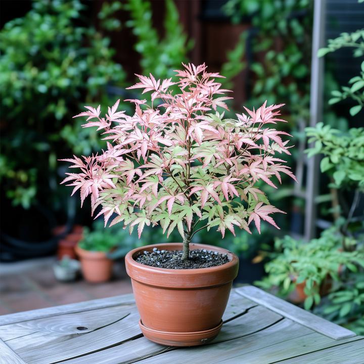 Actual product image Plant in a Box Acer Palmatum 'Taylor' - set of 2 maple trees (35 cm)