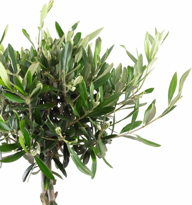 Produktbild Flowerbox Olivenbaum - Olea europaea (110 cm)