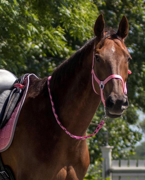 Actual product image Qhp Horse halter with slider
