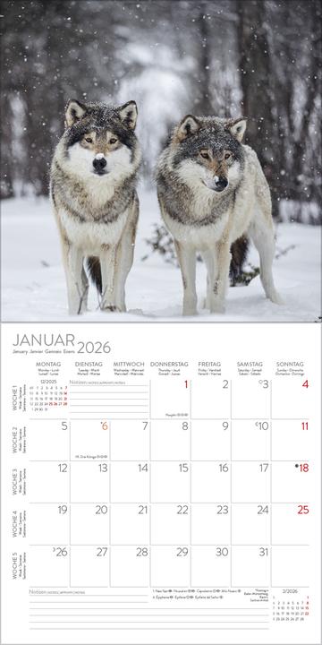 Produktbild Wlfe 2026