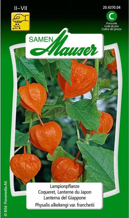 Image du produit Samen Mauser Lampionpflanze (Graines de plantes)