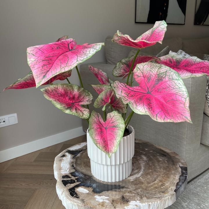 Immagine prodotto Plant in a Box Caladium - (60 cm)