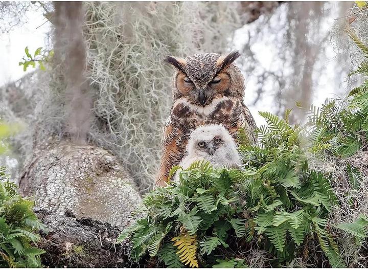 Actual product image Cobble Hill Puzzle 1000 pieces Great Horned Owl (1000 pieces)