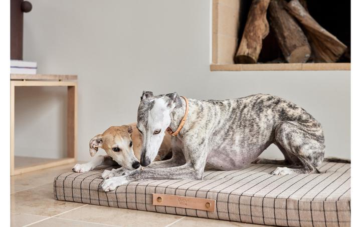 Immagine prodotto Oyoy Milo (Cane)