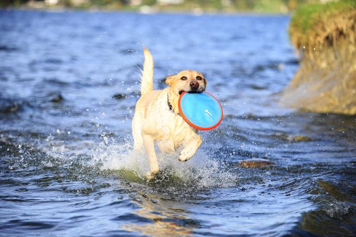 Immagine prodotto Chuckit! Paraflight (Cucciolata di cane giocattolo)