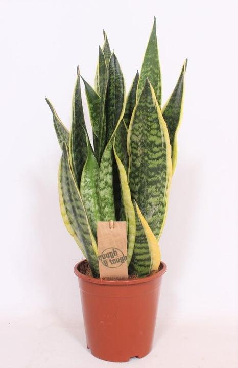 Actual product image Fresca-Plant Sansevieria mix (17 cm)