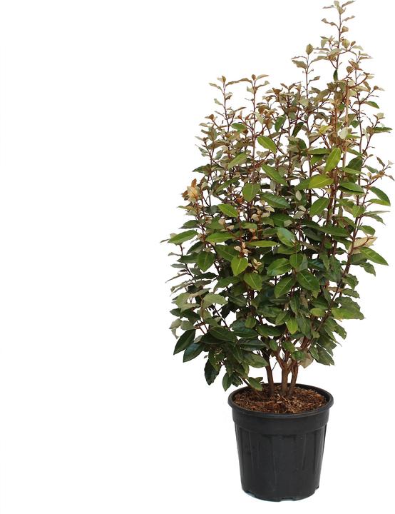 Zulauf Wintergrüne Ölweide / Elaeagnus ebbingei (80 cm)