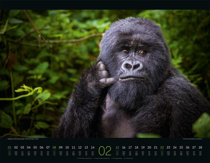 Image du produit Wildes Afrika Kalender 2026 (54 x 42 cm, Couverture rigide, Anglais, Français, Allemand)
