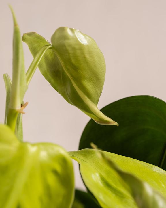 Image du produit feey Philodendron scandens Brasil (15 cm, Fraîchement rempotés)