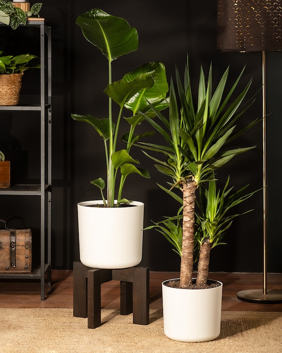 Image du produit feey Strelitzie XL (110 cm, Fraîchement rempotés)