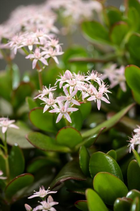 Immagine prodotto Plant in a Box Crassula ovata Minor - Pianta di giada (30 cm)