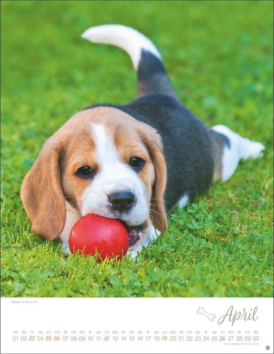 Actual product image Hundekinder Posterkalender 2026