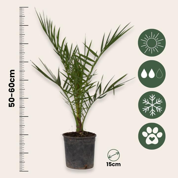 Immagine prodotto Plant in a Box Phoenix canariensis - Set di 2 palme da dattero delle Canarie (50 cm)