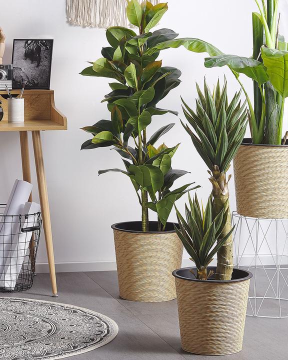 Immagine prodotto Beliani Ficus Elastica (134 cm)