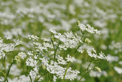 Produktbild Sonnentor Kümmel ganz (60 g)