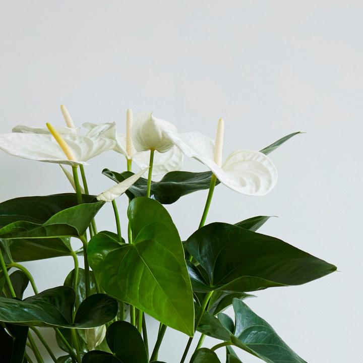 Plant in a Box Anthurium 'Alaska White' - buy at Galaxus - Galaxus