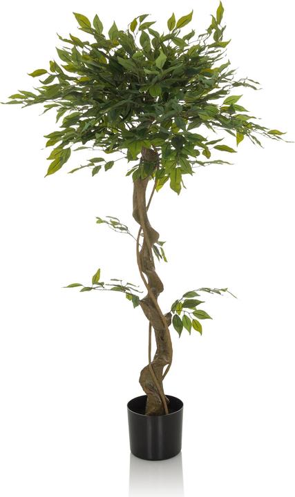 Actual product image Hjh Office Ficus I (120 cm)