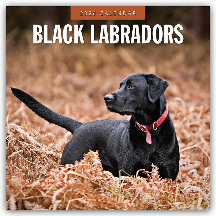 Produktbild Black Labrador Retrievers - Schwarze Labrador Retriever 2025 - 16-Monatskalender (30.5 x 30.5 cm)