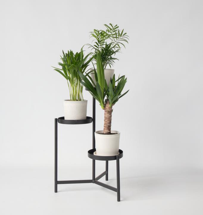 Produktbild Plant in a Box Areca, Chamaedorea, Yucca - 3er Mischung Mini Palme (25 cm)