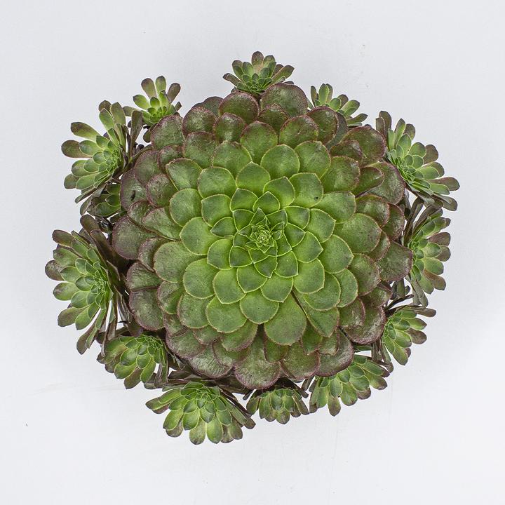 Produktbild Kakteen Gautschi Semponium sienna (30 cm)