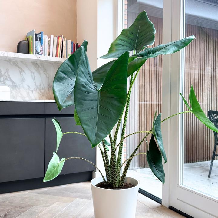 Produktbild Plant in a Box Alocasia zebrina - Alokasie (150 cm)