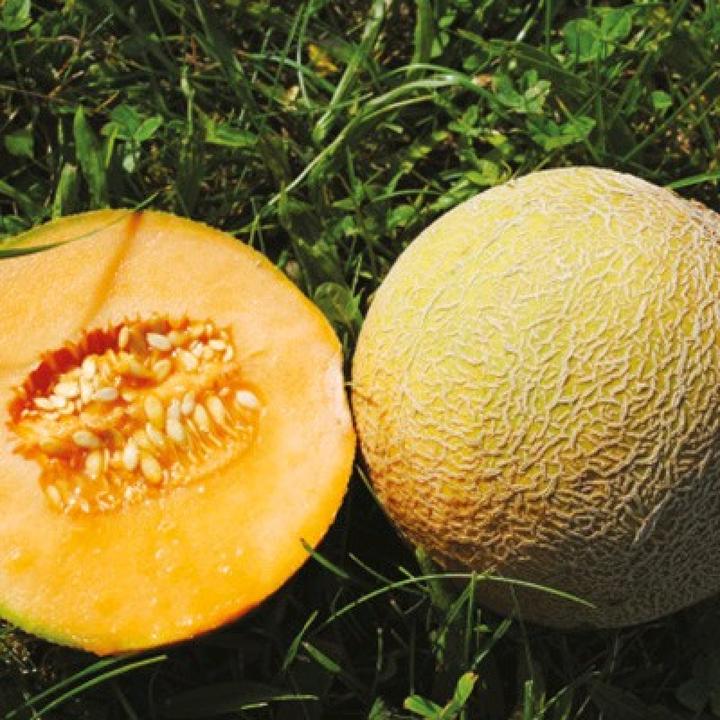 Sativa Melon sucré Boule de sucre de Benary (Germes)