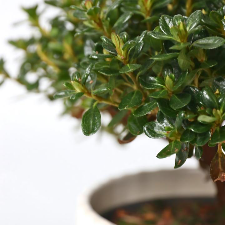 Produktbild Plant in a Box Rhododendron azalea 'Anouk' - 4er Set Azalee (25 cm)