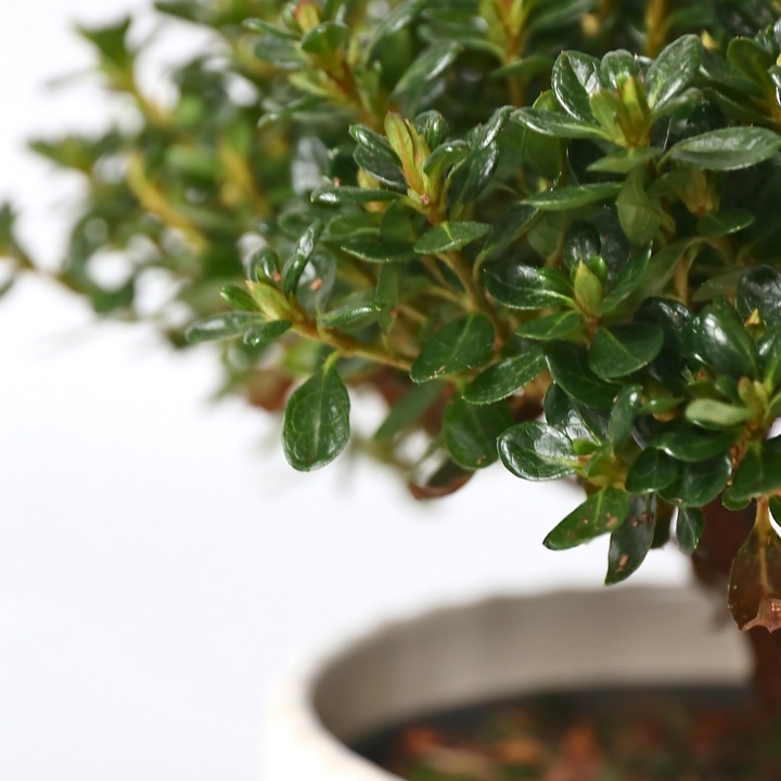Produktbild Plant in a Box Rhododendron azalea 'Anouk' - 2er Set Azalee (25 cm)