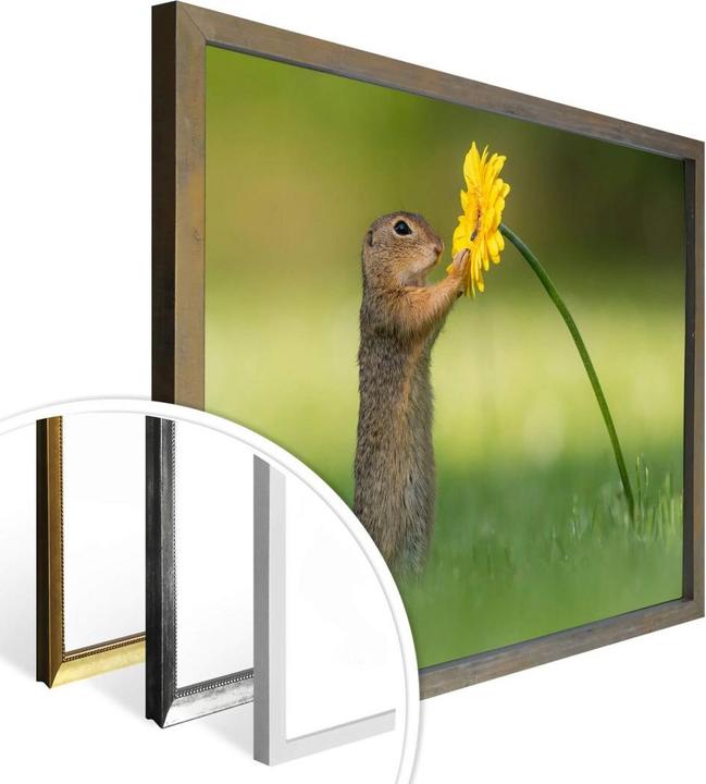 Image du produit Trenddeko van Duijn - Gopher tenant une fleur (60 x 50 cm)