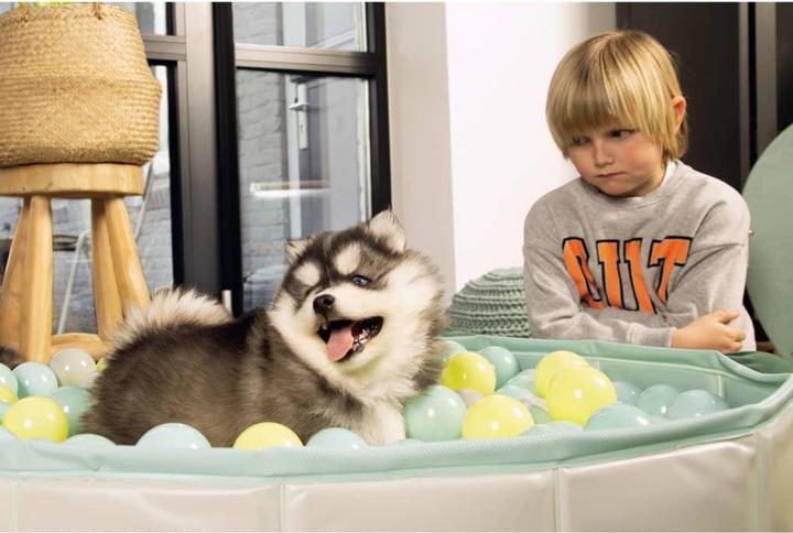 Immagine prodotto Beeztees Cattivo Funchie (Giochi per cuccioli)