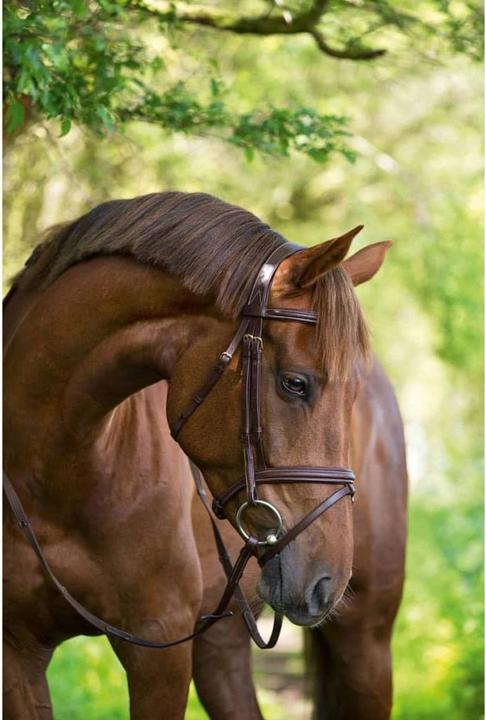 Immagine prodotto Kerbl Classic