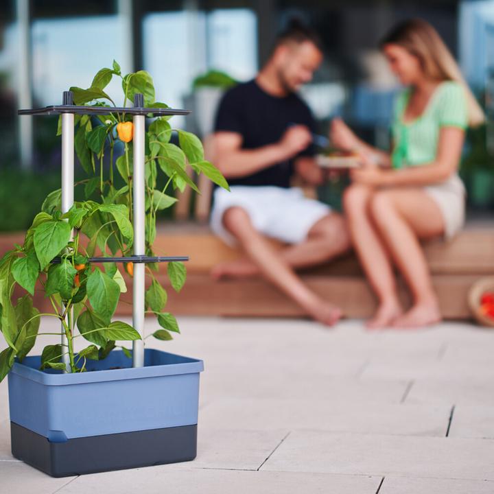 Produktbild Gusta Garden Charly Chili (35 cm)