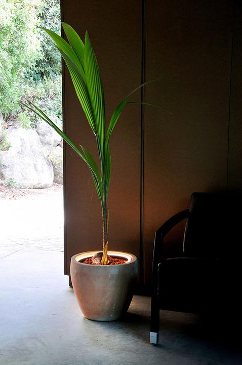 Immagine prodotto Herstera Neon Led Plant Pots