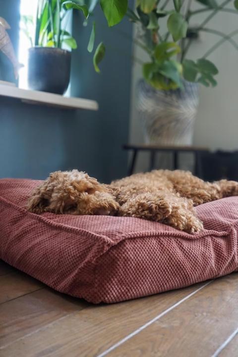 Actual product image Flamingo Reno Rectangular Dog Bed (Dog)