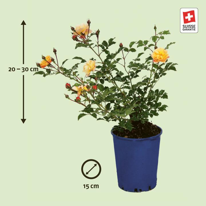 Image du produit Zulauf Rosier rampant (30 cm)