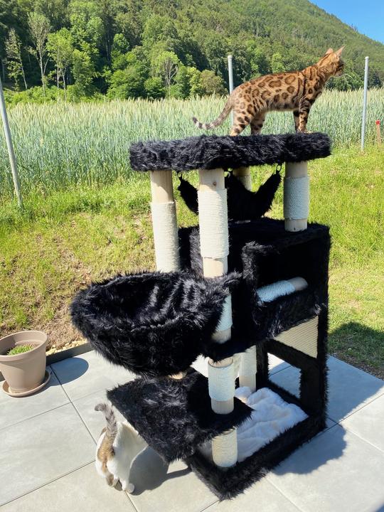 Produktbild Pet Homes Saint Louise (137 cm, Black, Brown, White)