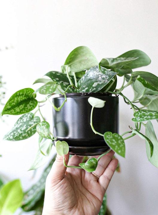 Produktbild Le Tauci Keramik Blumentopf-Set mit Untersetzer